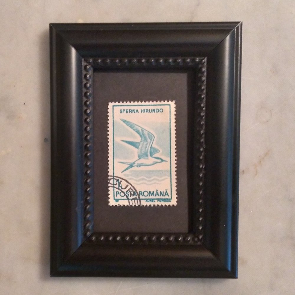 Framed Stamp Art -Used Romania Stamp - Common Tern